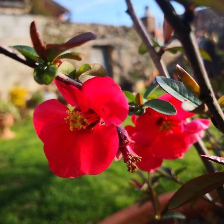 Zia Chiarina Bed & Breakfast San Nicolo Gerrei Luaran gambar